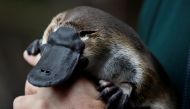 An adult male platypus named Millsom is carried by his keeper at an animal sanctuary in Melbourne May 8, 2008. REUTERS/Mick Tsikas/File Photo