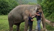 Frank Goeritz (L), head of the veterinary service at Leibniz Institute for zoo and wildlife research in Berlin, and Amir Khalil, head of project development at FOUR PAWS International, take blood sample of Kaavan, an elephant at the Marghazar Zoo in Islam