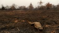 A dead caiman is pictured in an area that was burnt in a fire in the Pantanal, the world's largest wetland, in Pocone, Mato Grosso state, Brazil, August 31, 2020. REUTERS/Amanda Perobelli  
