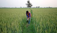 FILE PHOTO: A farmer works in wheat field on the outskirts of Ahmedabad, India February 1, 2018. REUTERS/Amit Dave/File Photo
