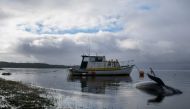 TOPSHOT - Pilot whales, some of at least 380 stranded that have died, are seen washed up in Macquarie Harbour on Tasmania's west coast on September 24, 2020. / AFP / Mell CHUN
