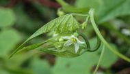 A hand out image made available by Kyoto University on October 7, 2020, shows an unusual vine discovered at Yamagata Prefectural Natural Museum Park. AFP / KYOTO UNIVERSITY / Shoko SAKAI