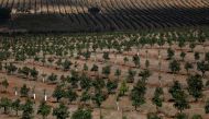 An avocado plantation is seen at the Algarve region near Lagos, Portugal October 5, 2020. REUTERS/Rafael Marchante
 