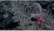 New Black Coral species Umbellapathes litocrada is seen in this handout photo from 2015 obtained by Reuters on October 28, 2020. NOAA Office of Ocean Exploration/Handout via REUTERS