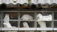 Caged minks are seen amid the coronavirus disease (COVID-19) outbreak, at a mink farm in Gjoel, North Jutland, Denmark October 9, 2020. Picture taken October 9, 2020. Ritzau Scanpix/Mads Claus Rasmussen via REUTERS ATTENTION EDITORS - THIS IMAGE WAS PROVI