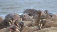 Walruses are seen on the Kara Sea coastline on the Yamal Peninsula, Russia, in this handout picture obtained by Reuters November 3, 2020. Picture obtained November 3, 2020. Arctic Research Station of the Institute of Plant and Animal Ecology/Handout via R