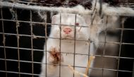 A mink is seen at the farm of Henrik Nordgaard Hansen and Ann-Mona Kulsoe Larsen near Naestved, Denmark, November 6, 2020. Ritzau Scanpix/Mads Claus Rasmussen via REUTERS.