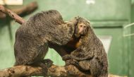 Aalto University researchers designed a sound device for white-face sakis living in Korkesaari Zoo. Photo: Annika Sorjonen / Korkeasaari Zoo
