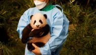 A zookeeper poses for photographs with a giant panda cub Fu Bao during an event to announce its name for the first time at an amusement park in Yongin, South Korea, November 4, 2020. Reuters/Kim Hong-Ji
