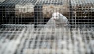 A caged Mink is seen at the farm of Henrik Nordgaard Hansen and Ann-Mona Kulsoe Larsen near Naestved, Denmark, November 6, 2020. Ritzau Scanpix/Mads Claus Rasmussen via REUTERS. 