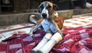 Rocky, a female dog who lost her front legs in a train accident, rests at the People For Animal Trust in Faridabad on November 17, 2020. AFP / Money Sharma 