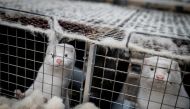 FILE PHOTO: Mink are seen at the farm of Henrik Nordgaard Hansen and Ann-Mona Kulsoe Larsen near Naestved, Denmark, November 6, 2020. Ritzau Scanpix/Mads Claus Rasmussen
