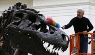 File photo: Geologist Bill Simpson uses a feather duster to clean the Tyrannosaurus rex fossil known as 