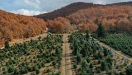 View of fir trees, grown to be sold as Christmas trees, at a farm in the village of Taxiarchis, in the region of Chalkidiki, Greece, November 29, 2020. Reuters/Alexandros Avramidis