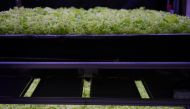 Salad is cultivated at the vertical plant farm 'Nordic Harvest', based in Taastrup, a suburb west of Copenhagen, on November 20, 2020. AFP / Thibault Savary 