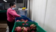 File photo: A woman sorts and packs dragon fruit. Reuters/Oswaldo Rivas/File Photo