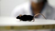 A mouse which recovered from paralysis is seen in a lab at Ruhr University, where scientists discovered a way to restore the ability to walk in mice that had been paralysed after a complete spinal cord injury, in Bochum, Germany, January 21, 2021. Reuters