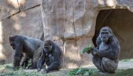 FILE PHOTO: Gorillas sit after two of their troop tested positive for COVID-19 after falling ill, and a third gorilla appears also to be symptomatic, at the San Diego Zoo Safari Park in San Diego, California, U.S. January 10, 2021. Picture taken January 1