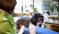 Shih Tzu dog Leo receives a trim by a dog groomer after third national lockdown was loosened during the coronavirus disease (COVID-19) pandemic in Vienna, Austria February 9, 2021. Picture taken February 9, 2021. REUTERS/Lisi Niesner