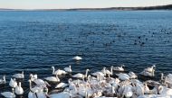 Birds, including swans, swim in a water reservoir of the Khmelnytskyi Nuclear Power Plant (KhNPP) near the town of Ostroh, Ukraine February 16, 2021. The reservoir, which turned into a local tourist spot, attracts dozens of swans every winter as it never 