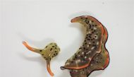 An Elysia marginata, a species of sea slug, after shedding its body and its self-decapitated head is seen in this handout photo taken at the laboratory at Nara Women's University in Japan on September 2, 2020, released by university graduate school studen