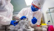 A specialist collects a swab sample from a rabbit at a laboratory of the Federal centre for animal health during the development of a vaccine against the coronavirus disease (COVID-19) for animals, in Vladimir, Russia December 9, 2020. Picture taken Decem