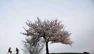Boys play next to a blooming cherry tree at a park in Tokyo, Japan, March 31, 2021. REUTERS/Kim Kyung-Hoon 