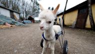 Leg amputated alpaca baby Marie Hope walks around the farm in Freisen, Germany, April 7, 2021. Picture taken April 7, 2021. REUTERS/Ralph Orlowski