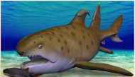 3D models shared by NMMNHS Paleontology