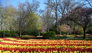 Tulips are seen at the Keukenhof park in Lisse, Netherlands April 28, 2021. Picture taken April 28, 2021. REUTERS/Piroschka van de Wouw
