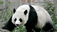 FILE PHOTO: Giant panda Mei Xiang walks in her outdoor enclosure at the National Zoo in Washington, November 29, 2005. REUTERS/Jason Reed/File Photo
