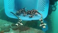 A conservationist from the marine fisheries research centre in Thailand's east coast holds brownbanded bamboo sharks before they are released into the sea, in an effort to increase the population of the sharks, which numbers have been decreasing in recent