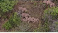 Wild Asian elephants lie on the ground and rest in Jinning district of Kunming, Yunnan province, China June 7, 2021. A herd of 15 wild elephants has trekked hundreds of kilometres after leaving their forest habitat in Xishuangbanna National Nature Reserve