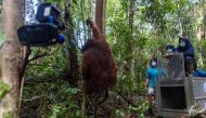 Jala, a male adult orangutan, climbs a tree after leaving a cage as it is released back into the wild by conservationist group International Animal Rescue (IAR) Indonesia and country's environment and forestry ministry agency at the conservation forest of