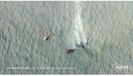 The Singapore-registered MV X-Press Pearl, which caught fire and later sank, is seen mid-sea off the Colombo Harbour in Sri Lanka, June 7, 2021, in this satellite image supplied by Planet Labs Inc. Planet Labs Inc./Handout via REUTERS