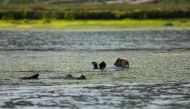 A pair of sea otters rests in the eelgrass in the Elkhorn Slough in Moss Landing, California, U.S. May 14, 2021. Picture taken May 14, 2021. REUTERS/Nathan Frandino