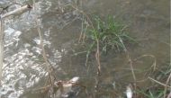 A view of dead fish lying in the polluted  Okhchuchay River.