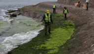 Workers clear algae along the coast in Qingdao, Shandong province, China June 12, 2021. Picture taken June 12, 2021. China Daily via REUTERS
