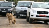 A lioness walks along a road as visitors sit in their vehicles at Nairobi's National Park in Kenya's capital Nairobi, July 12, 2014. Picture taken July 12, 2014. REUTERS/Edmund Blair/File Photo