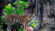 Tino, a 9-year-old tiger, recovers from coronavirus disease (COVID-19) after testing positive in mid-July, at Ragunan Zoo in Jakarta, Indonesia, August 1, 2021. REUTERS/Ajeng Dinar Ulfiana