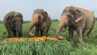 Rescued elephants eat fuits and vegetables at the Wildlife SOS Elephant Conservation and Care Center, run by a non-governmental organisation, ahead of the World Elephant Day, in the northern town of Mathura, India, August 8, 2021. Picture taken August 8, 