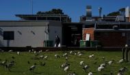 A man wearing a face mask and carrying shopping bags walks past congregating birds during a lockdown to curb the spread of a coronavirus disease (COVID-19) outbreak in the Canterbury-Bankstown local government area of southwest Sydney, Australia, August 4