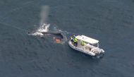 Seaworld Rescue crew work to free a whale tangled in shark nets off Queensland's Gold Coast, Australia August 11, 2021, in this screen grab taken from a video. Picture taken August 11, 2021. Nine Network/ via REUTERS