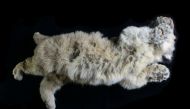 A cave lion cub named Boris, which was found preserved in Siberia's permafrost, is seen in this undated photo taken in 2020, in Yakutsk, Russia. REUTERS/Innokenty Pavlov