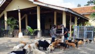 Volunteers of the Animal Defenders feed rescued dogs at their shelter in Parung, Bogor, West Java province, Indonesia, August 9, 2021. Picture taken August 9, 2021. REUTERS/Adi Kurniawan