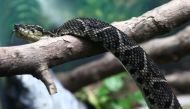 A jararacussu snake, whose venom is used in a study against the coronavirus disease (COVID-19), is seen at Butantan Institute in Sao Paulo, Brazil August 27, 2021. Picture taken August 27, 2021. REUTERS/Carla Carniel
