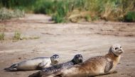 Harbour seals are seen at the waters edge in Pegwell Bay, ahead of the Annual Thames seal survey carried out by the Zoological Society of London, in Ramsgate, Britain, August 5, 2021. REUTERS/Henry Nicholls