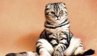Chewing gum, and cats' meows were some of the other topics of research awarded Ig Nobels.