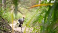A grey crowned crane is seen at the Umusambi Village, a sanctuary for endangered cranes in Kigali, Rwanda June 21, 2021. Picture taken June 21, 2021. REUTERS/Cedric Karemangingo 