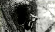 FILE PHOTO: The ivory-billed woodpecker was believed to have been seen in a remote part of Arkansas, ornithologists said on April 28, 2005. Several experts have spotted and heard at least one and possibly more ivory-billed woodpeckers deep in an ancient c